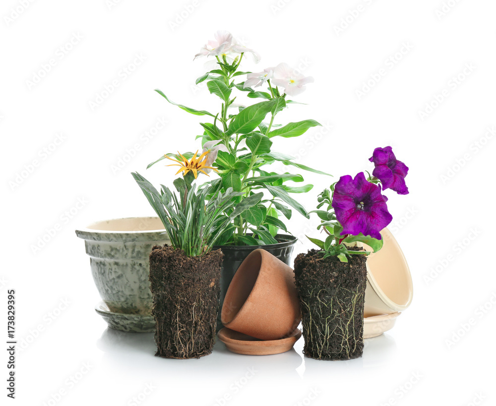 Blooming plants and different flowerpots on white background. Gardening concept