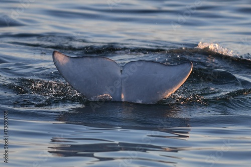 Fotografie Beluga whale breaching at sunset