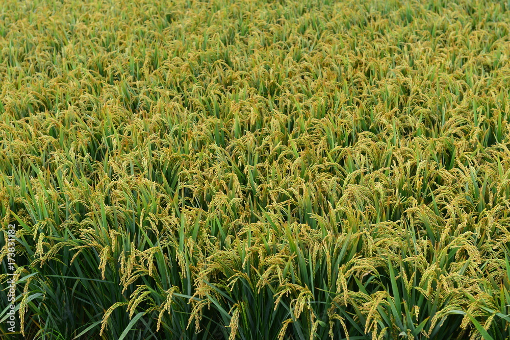 Fototapeta premium Paddy fields