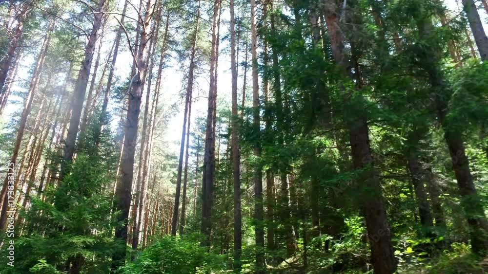 Sweden, Finland, Baltic states, etc. Forest stand structure is typical Sweden, Finland, Baltic states, etc. Forest stand structure is typical