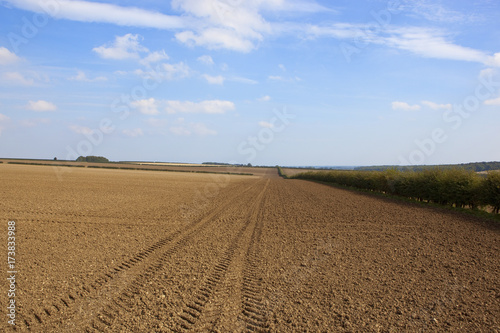 cultivated soil and hedgerow