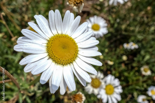 Daisy flower