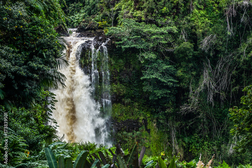 Forrest Waterfall
