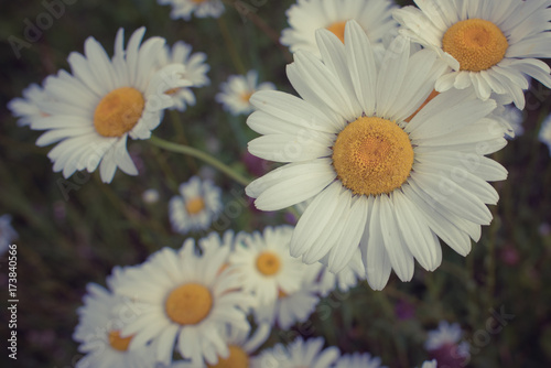 Multiple Daisy Flowers in Meadow