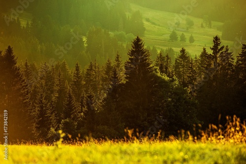 Fototapete Sunshine on the Forest Trail