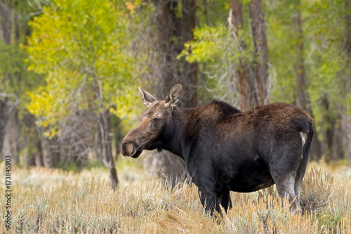 Fall Moose