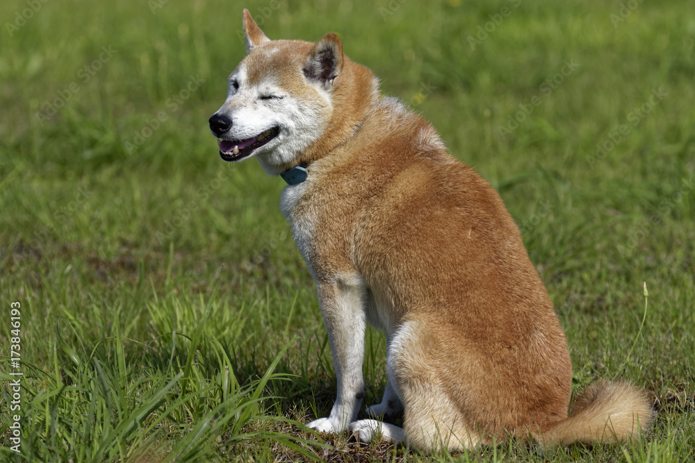 野原の柴犬