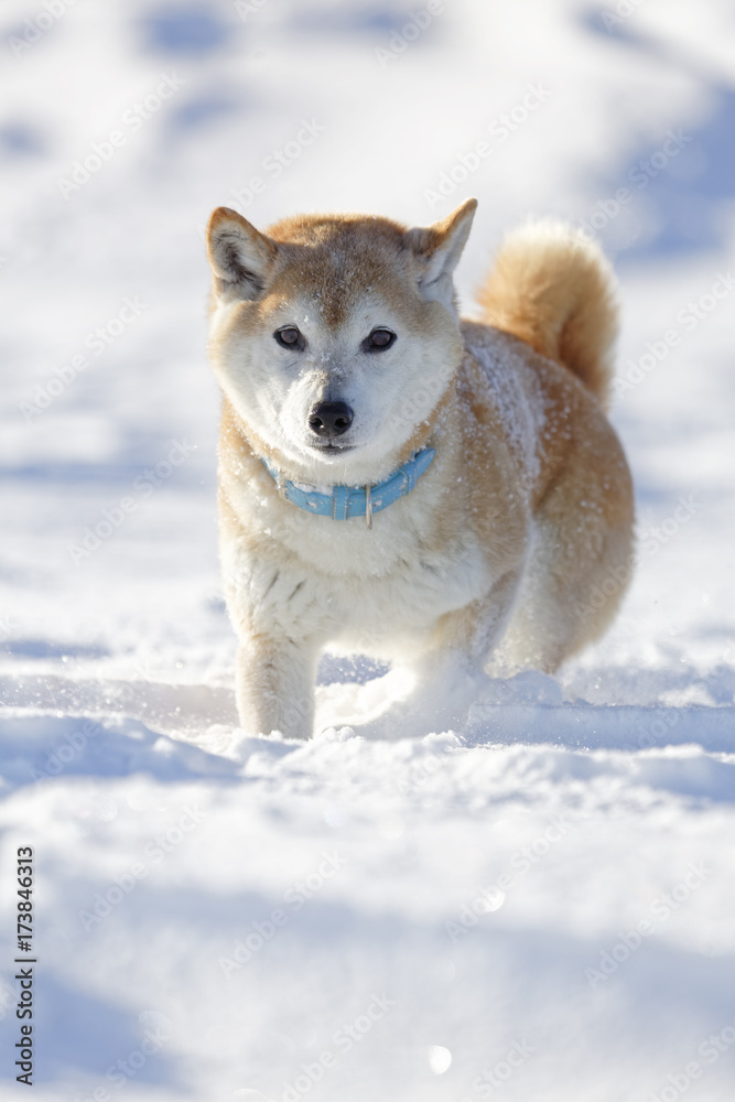 雪原の柴犬