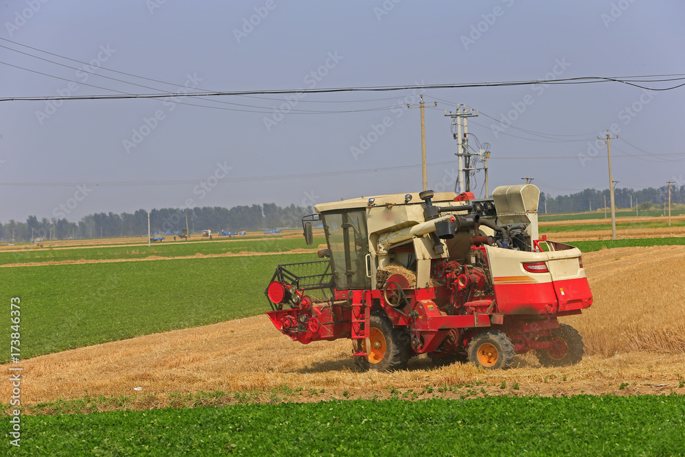 Fototapeta premium Harvester in the job