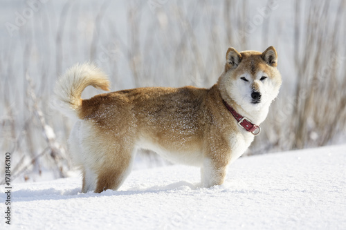 雪原の柴犬