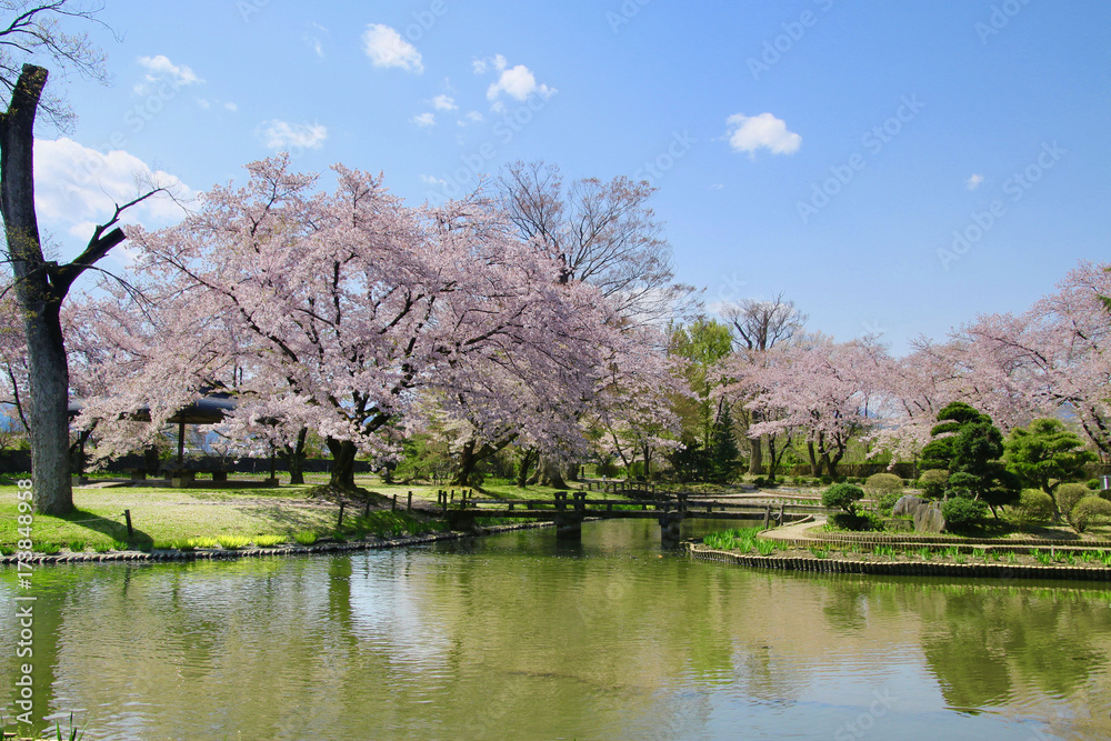 伊佐須美神社の桜（会津美里町）