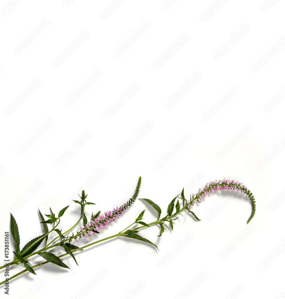 Naklejka premium Delicate pink foxtail flower blossom, veronica spicata, on white