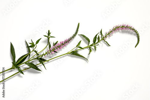 Delicate pink foxtail flower blossom, veronica spicata, on white
