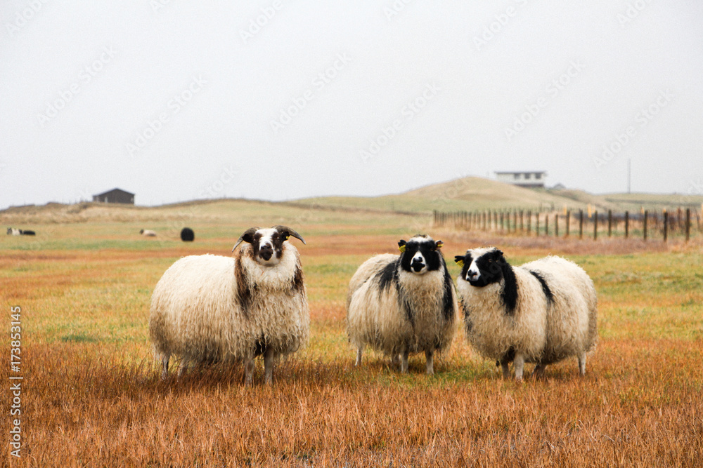 Obraz premium Icelandic Sheep