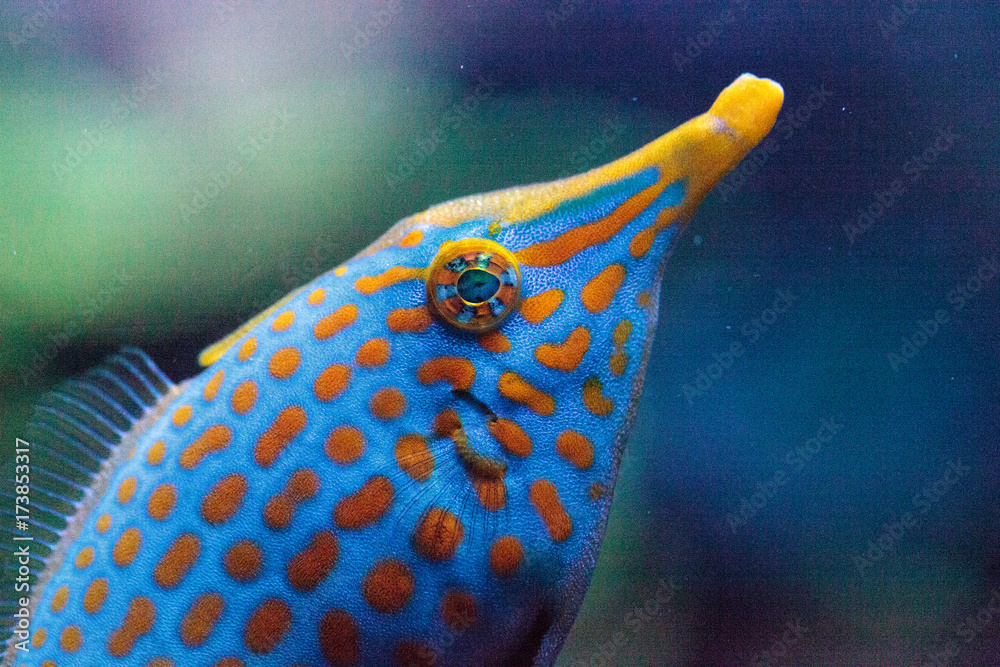 Naklejka premium Orange spotted filefish Oxymonacanthus longirostris