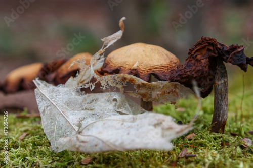 Fototapeta Naklejka Na Ścianę i Meble -  mushrooms and dead leaf