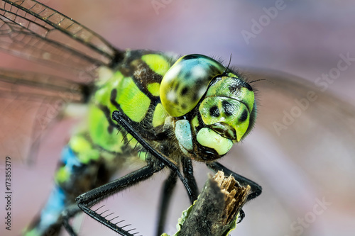 Focus Stacking - Blue Hawker, Southern Hawker, Common Hawker, Dragonfly, Hawker Dragonfly