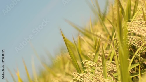 Wallpaper Mural 日本の秋、稲穂の動画③ Torontodigital.ca