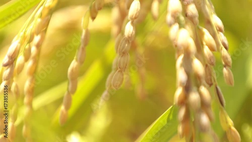 Wallpaper Mural 日本の秋、稲穂の動画② Torontodigital.ca