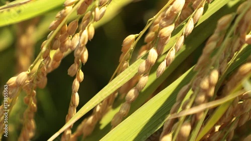 Wallpaper Mural 日本の秋、稲穂の動画① Torontodigital.ca