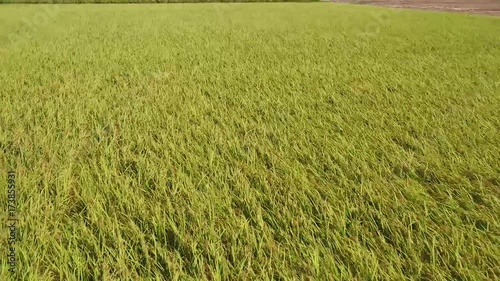 Wallpaper Mural ドローンで稲穂の上空を撮影⑥ Torontodigital.ca