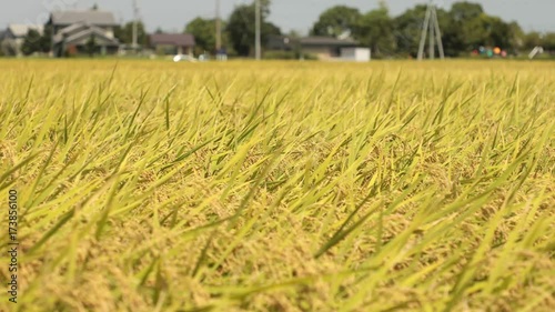 Wallpaper Mural 日本の秋、稲穂の動画 Torontodigital.ca