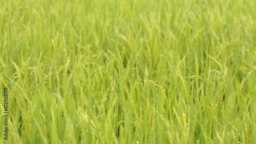 Wallpaper Mural 実りを着けた稲穂の動画② Torontodigital.ca