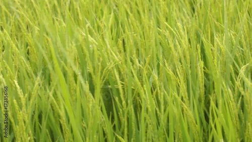 Wallpaper Mural 実りを着けた稲穂の動画① Torontodigital.ca