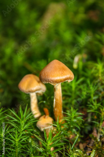 3 little mushrooms