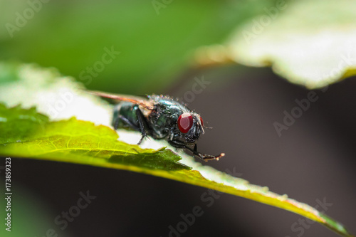 close up of a fly on a leaf © S. Lemyre