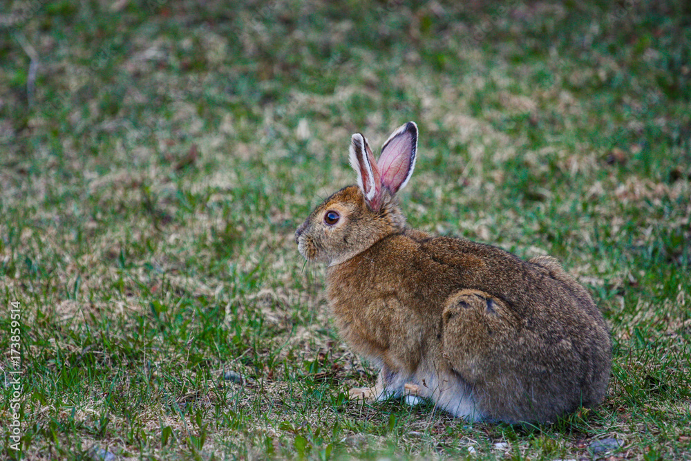 Fototapeta premium bunny eating grass in the wild