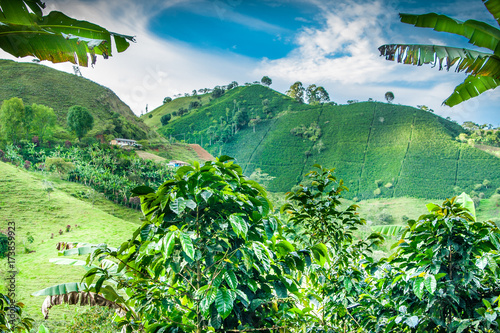 Coffee Plantation in Jerico Colombia