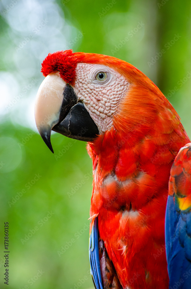 red macaw portrait 