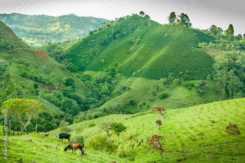 Coffee Plantation in Jerico Colombia