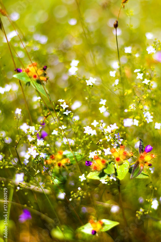 Burmania coelestris with background photo