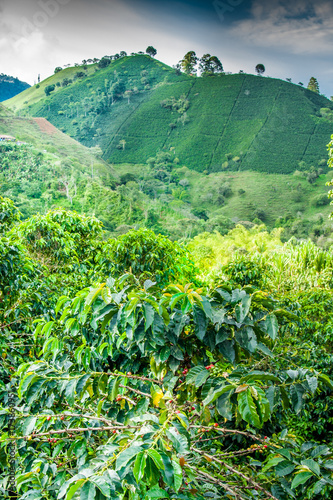 Coffee Plantation in Jerico Colombia