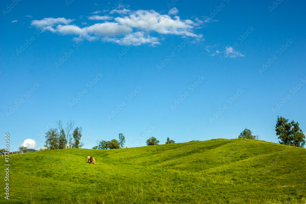 horses in a huge landscape