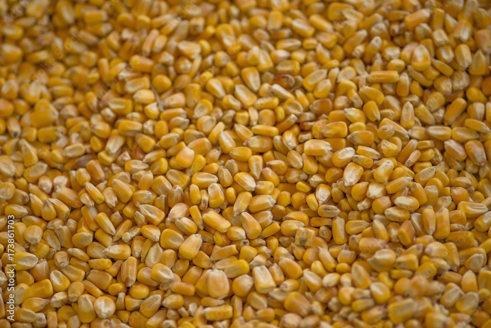 Lots of Corn Lots of Corn
