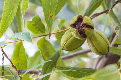 Plakat Pecans Ripening on the Tree