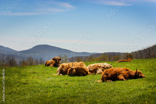 Highland cow resting in their field with mountains photo