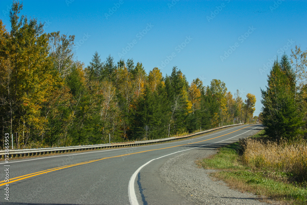 endless road going into the forest