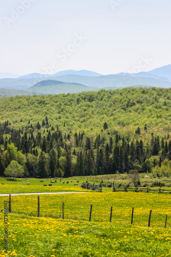 cow eating grass with forest and mountain range in the background
