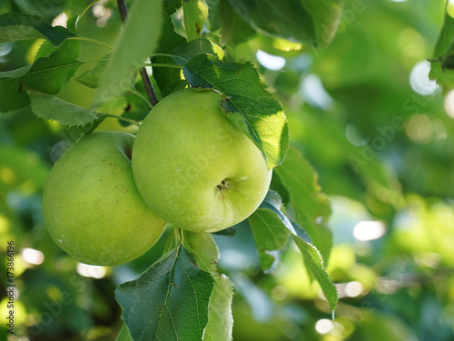 green apples on the tree photo