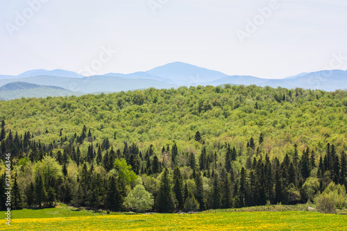 green and yellow forest with mountain range in the background