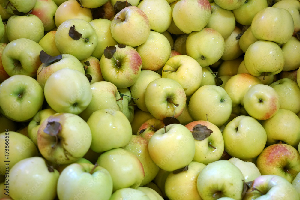 Fresh picked apples background in the harvest season Fresh picked apples background in the harvest season