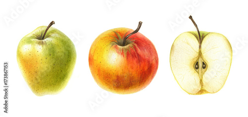 Red and green apples in watercolor isolated on white background. Hand drawn botanical illustration.