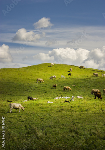 group of cows eating grass on a farmland why clouds on blue sky