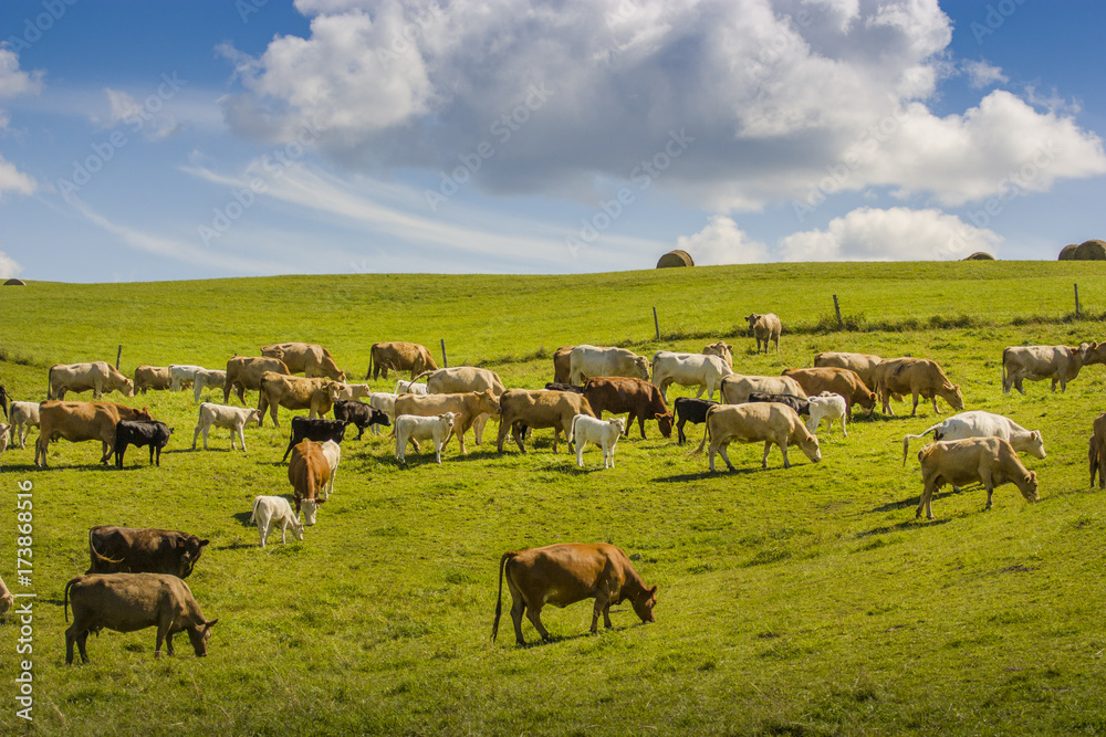 group of cows eating grass on a farmland why clouds on blue sky