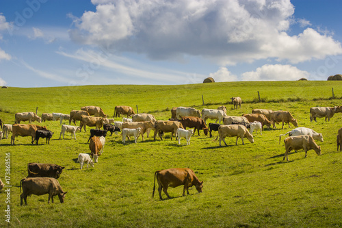 group of cows eating grass on a farmland why clouds on blue sky