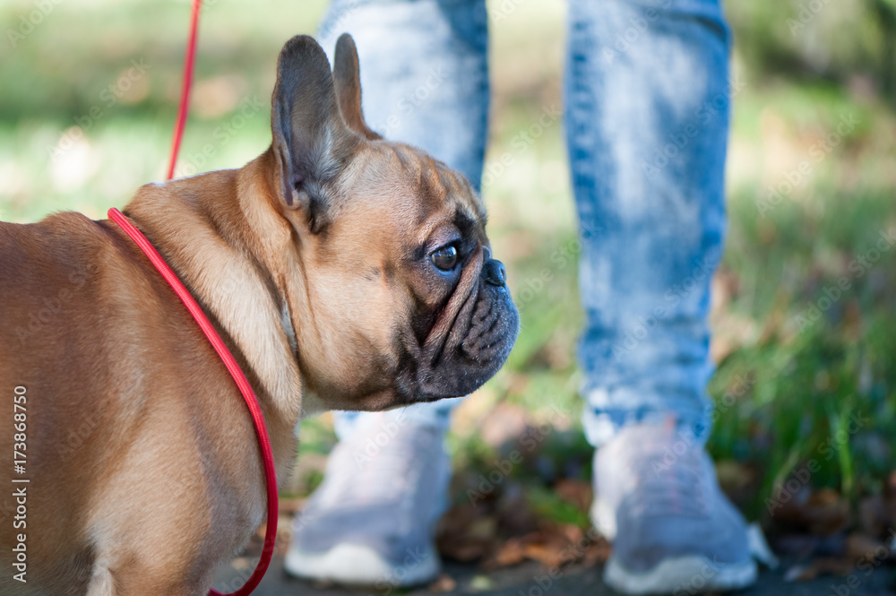 dog, French Bulldog in training with owner in autumn park